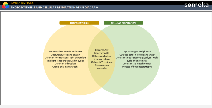 Photosynthesis and respiration venn diagram