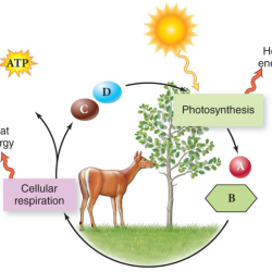 Photosynthesis and respiration venn diagram