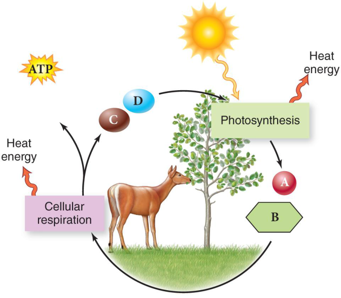 Photosynthesis and respiration venn diagram