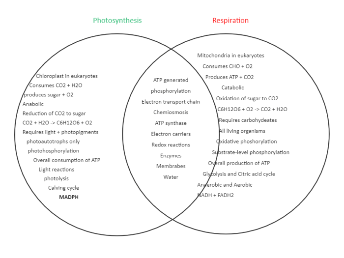 Photosynthesis and respiration venn diagram